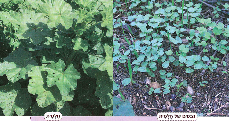 (בספר שתי תמונות:) נבטים של חלמית, חלמית.